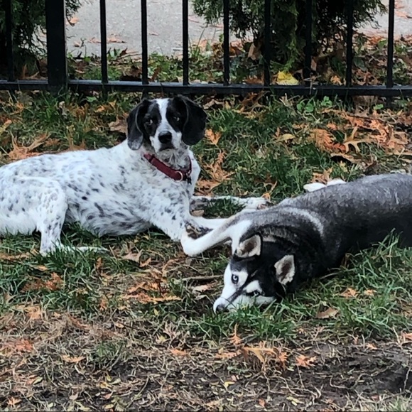 Meet your Posher, Gini - Picture 2 of 2